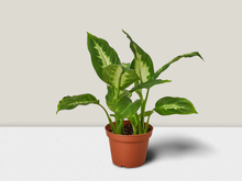 Load image into Gallery viewer, Dieffenbachia &#39;Dumb Cane&#39; - 6&quot; Pot
