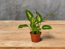 Load image into Gallery viewer, Dieffenbachia &#39;Dumb Cane&#39; - 4&quot; Pot
