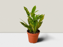 Load image into Gallery viewer, Croton Gold Dust - 4&quot; Pot
