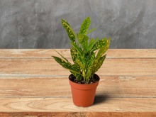 Load image into Gallery viewer, Croton Gold Dust - 4&quot; Pot

