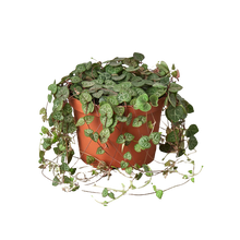 Load image into Gallery viewer, Succulent &#39;String of Hearts&#39; - 6&quot; Pot
