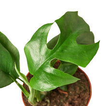 Load image into Gallery viewer, Philodendron Mini Monstera Minima - 4&quot; Pot
