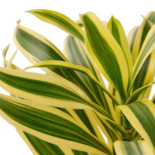 Load image into Gallery viewer, Dracaena &#39;Song of India&#39; - 4&quot; Pot
