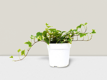 Load image into Gallery viewer, English Ivy &#39;Eva&#39; - 4&quot; Pot
