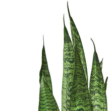 Load image into Gallery viewer, Snake Plant &#39;Zeylanica&#39; - 6&quot; Pot
