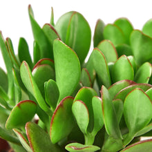 Load image into Gallery viewer, Jade Succulent Money Plant 4&quot; Pot

