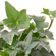 Load image into Gallery viewer, English Common Ivy &#39;Glacier&#39; - 6&quot; Pot
