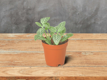 Load image into Gallery viewer, Fittonia &#39;White&#39; Nerve Plant - 4&quot; Pot
