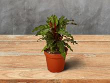 Load image into Gallery viewer, Calathea Rufibarba &#39;Furry Feather&#39; - 6&quot; Pot
