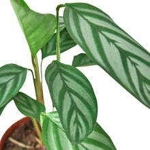 Load image into Gallery viewer, Calathea &#39;Grey Star&#39; Zebra Plant - 6&quot; Pot
