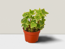 Load image into Gallery viewer, English Ivy Gold Child - 4&quot; Pot
