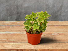 Load image into Gallery viewer, English Ivy Gold Child - 4&quot; Pot
