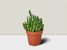 Load image into Gallery viewer, Crassula Ovata &#39;Gollum Jade&#39; Succulent - 4&quot; Pot
