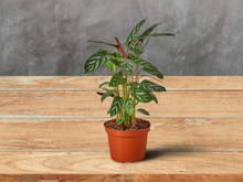 Load image into Gallery viewer, Calathea &#39;Grey Star&#39; Zebra Plant - 6&quot; Pot

