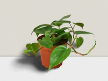 Load image into Gallery viewer, Cordatum Heartleaf - 4&quot; Pot
