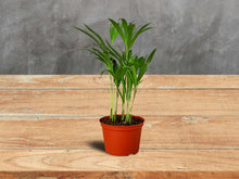 Load image into Gallery viewer, Areca Butterfly Palm - 6&quot; Pot
