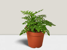 Load image into Gallery viewer, Austral Gem Fern - 4&quot; Pot
