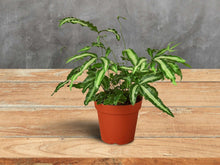 Load image into Gallery viewer, Albo Fern - 4&quot; Pot
