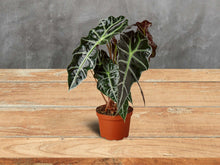 Load image into Gallery viewer, Alocasia Polly &#39;African Mask&#39; in 4 Inch Pot
