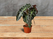 Load image into Gallery viewer, Alocasia Polly &#39;African Mask&#39; in 6 Inch Pot

