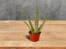 Load image into Gallery viewer, Aloe Vera - 4&quot; Pot
