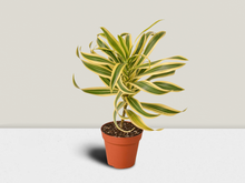 Load image into Gallery viewer, Dracaena &#39;Song of India&#39; - 6&quot; Pot

