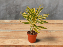 Load image into Gallery viewer, Dracaena &#39;Song of India&#39; - 4&quot; Pot
