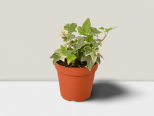 Load image into Gallery viewer, English Ivy &#39;Glacier&#39; - 4&quot; Pot
