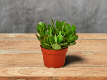 Load image into Gallery viewer, Jade Succulent Money Plant 4&quot; Pot
