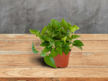 Load image into Gallery viewer, Jade Pothos Plant in 6 Inch Pot
