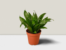 Load image into Gallery viewer, Dracaena &#39;Janet Craig&#39; - 6&quot; Pot
