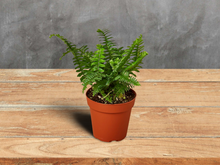 Load image into Gallery viewer, Jester&#39;s Crown Fern - 4&quot; Pot

