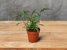 Load image into Gallery viewer, Fern &#39;Kangaroo Paw&#39; - 6&quot; Pot
