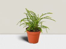 Load image into Gallery viewer, Fern &#39;Lemon Button&#39; - 4&quot; Pot
