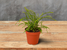 Load image into Gallery viewer, Fern &#39;Lemon Button&#39; - 6&quot; Pot
