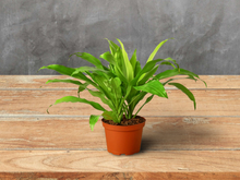 Load image into Gallery viewer, Dracaena &#39;Lime Light&#39; - 6&quot; Pot
