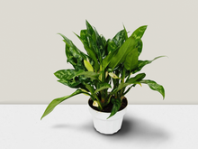 Load image into Gallery viewer, Chinese Evergreen &#39;Maria&#39; - 6&quot; Pot
