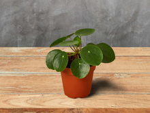 Load image into Gallery viewer, Pilea Peperomioides Chinese Money Plant 4&quot; Pot
