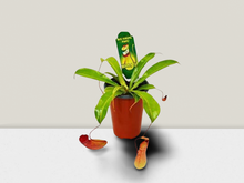 Load image into Gallery viewer, Carnivorous &#39;Monkey Cup&#39; Plant - 6&quot; Pot
