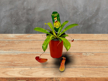 Load image into Gallery viewer, Carnivorous &#39;Monkey Cup&#39; Plant - 6&quot; Pot
