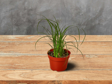 Load image into Gallery viewer, Palm Ponytail - 4&quot; Pot
