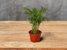 Load image into Gallery viewer, Parlor Palm - 6&quot; Pot
