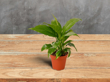 Load image into Gallery viewer, Peace Lily - 4&quot; Pot
