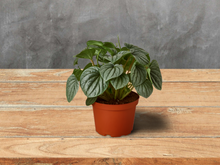 Load image into Gallery viewer, Peperomia &#39;Frost&#39; - 6&quot; Pot
