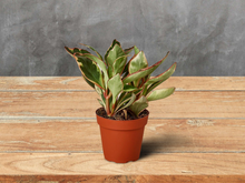 Load image into Gallery viewer, Peperomia &#39;Ginny&#39; - 6&quot; Pot
