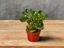 Load image into Gallery viewer, Peperomia &#39;Marble&#39; - 4&quot; Pot
