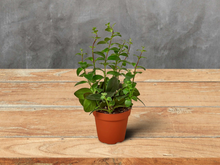 Load image into Gallery viewer, Lipstick Plant - 6&quot; Pot
