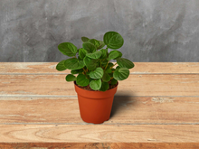 Load image into Gallery viewer, Peperomia &#39;Rana Verde&#39; - 6&quot; Pot
