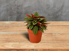 Load image into Gallery viewer, Peperomia &#39;Rosso&#39; - 4&quot; Pot
