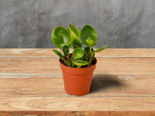 Load image into Gallery viewer, Peperomia Thailand - 4&quot; Pot
